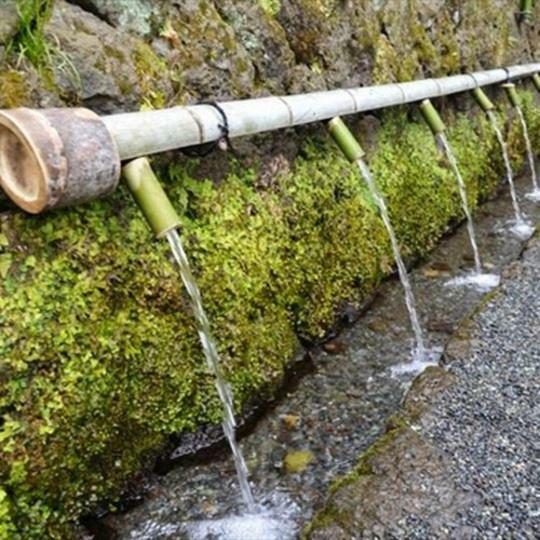 بيت شباب كابينهاوس يادو فوجينوميياتن فوجينوميا المظهر الخارجي الصورة